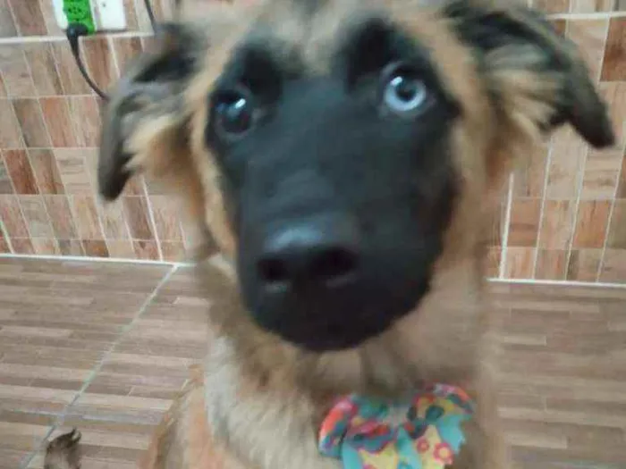 Cachorro ra a Não tem raça  idade 2 a 6 meses nome Mel