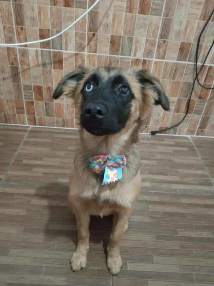 Cachorro ra a Não tem raça  idade 2 a 6 meses nome Mel