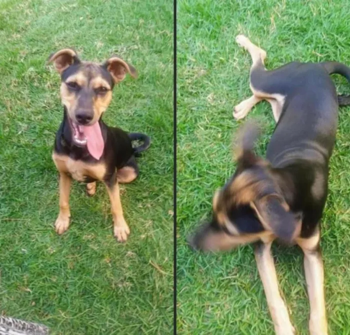Cachorro ra a Sem raça definida idade 1 ano nome Maggi