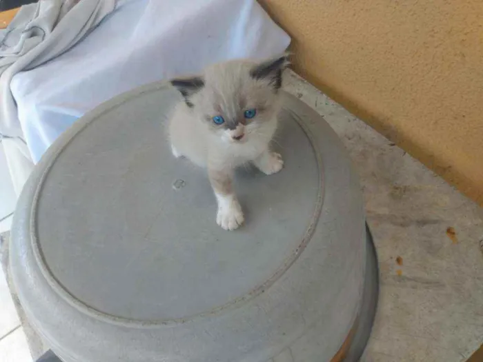Gato ra a Ragdoll idade Abaixo de 2 meses nome Filhotes
