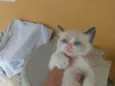 Filhotes