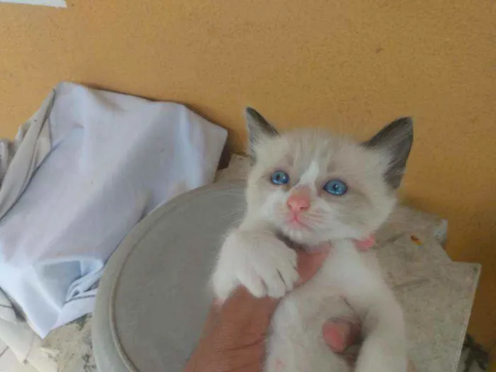 Gato ra a Ragdoll idade Abaixo de 2 meses nome Filhotes