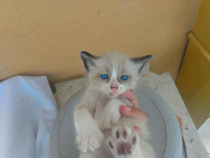 Gato ra a Ragdoll idade Abaixo de 2 meses nome Filhotes