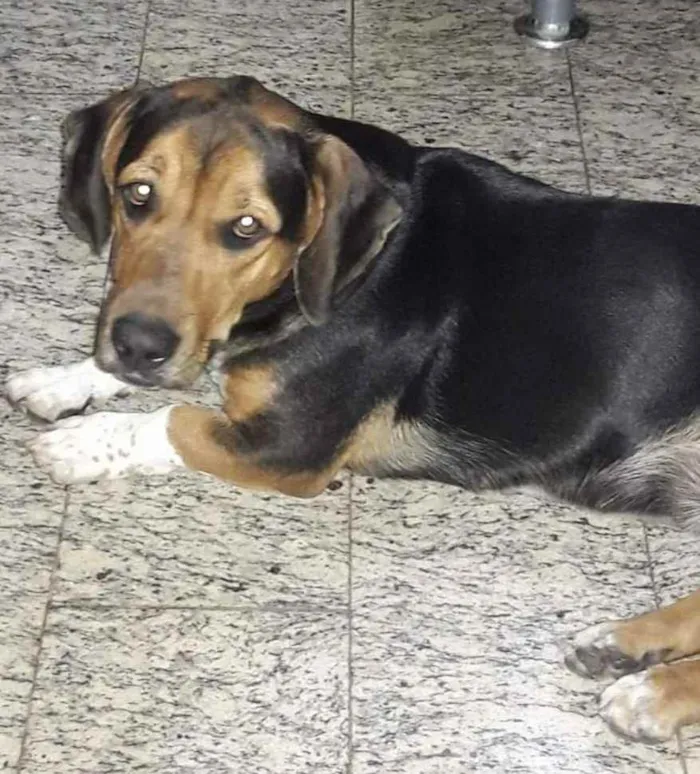 Cachorro ra a Bassê round com pitbull idade 5 anos nome Shelby