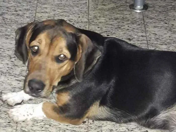 Cachorro ra a Bassê round com pitbull idade 5 anos nome Shelby