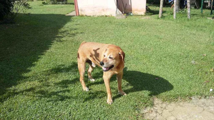 Cachorro ra a Srd idade  nome Rock