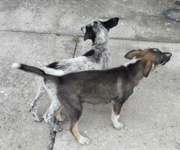 Cachorro ra a Vira lata idade 2 a 6 meses nome Chuleta