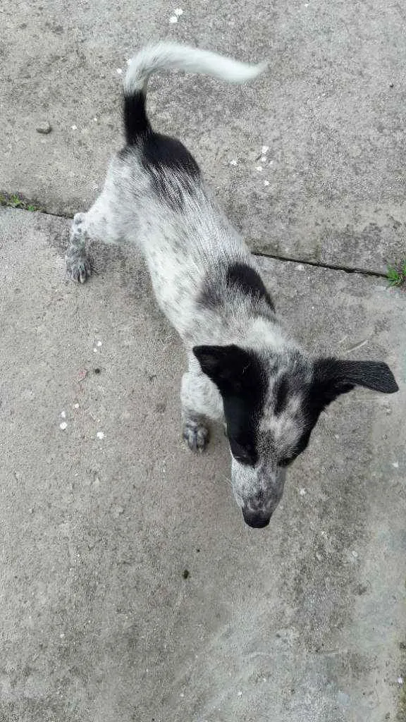 Cachorro ra a Vira lata idade 2 a 6 meses nome Chuleta