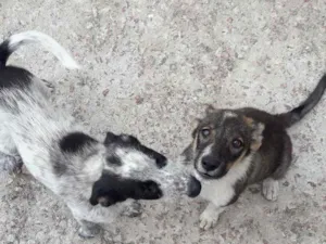 Cachorro raça Vira lata idade 2 a 6 meses nome Chuleta