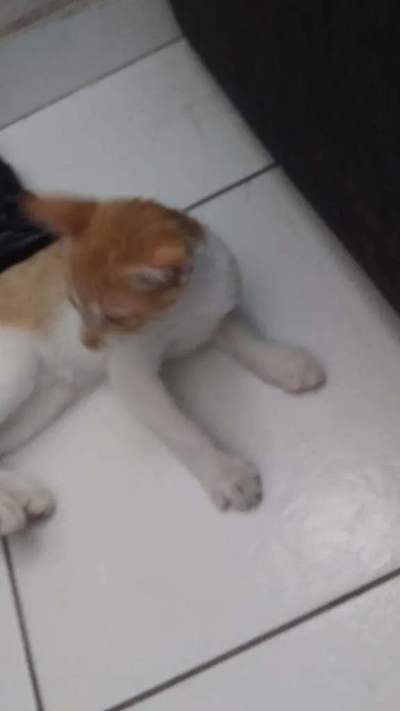 Gato ra a  idade 2 a 6 meses nome Sem nome