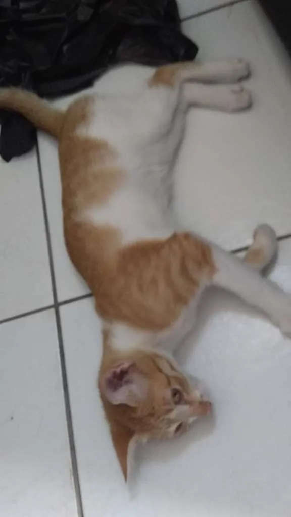 Gato ra a  idade 2 a 6 meses nome Sem nome