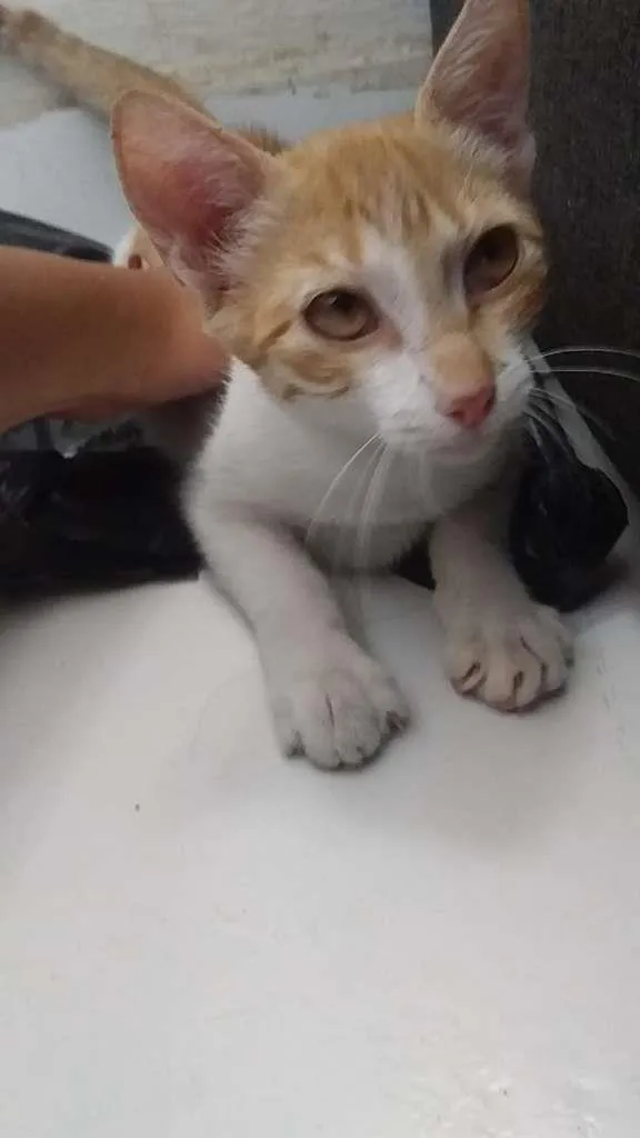 Gato ra a  idade 2 a 6 meses nome Sem nome