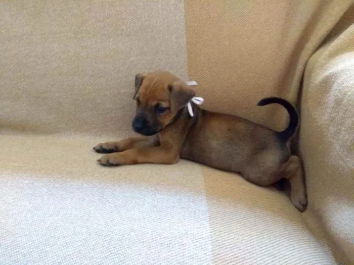 Cachorro ra a Rnd idade Abaixo de 2 meses nome Não tem nome