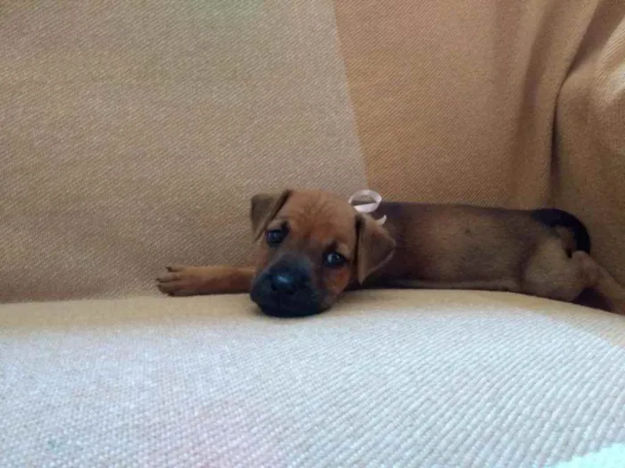 Cachorro ra a Rnd idade Abaixo de 2 meses nome Não tem nome