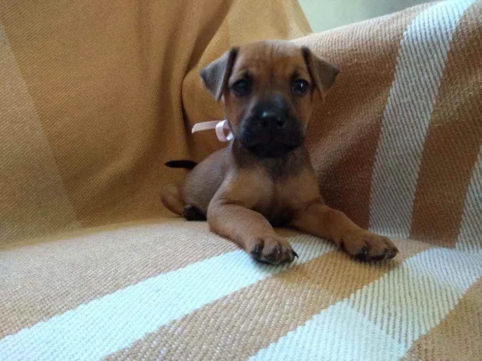 Cachorro ra a Rnd idade Abaixo de 2 meses nome Não tem nome