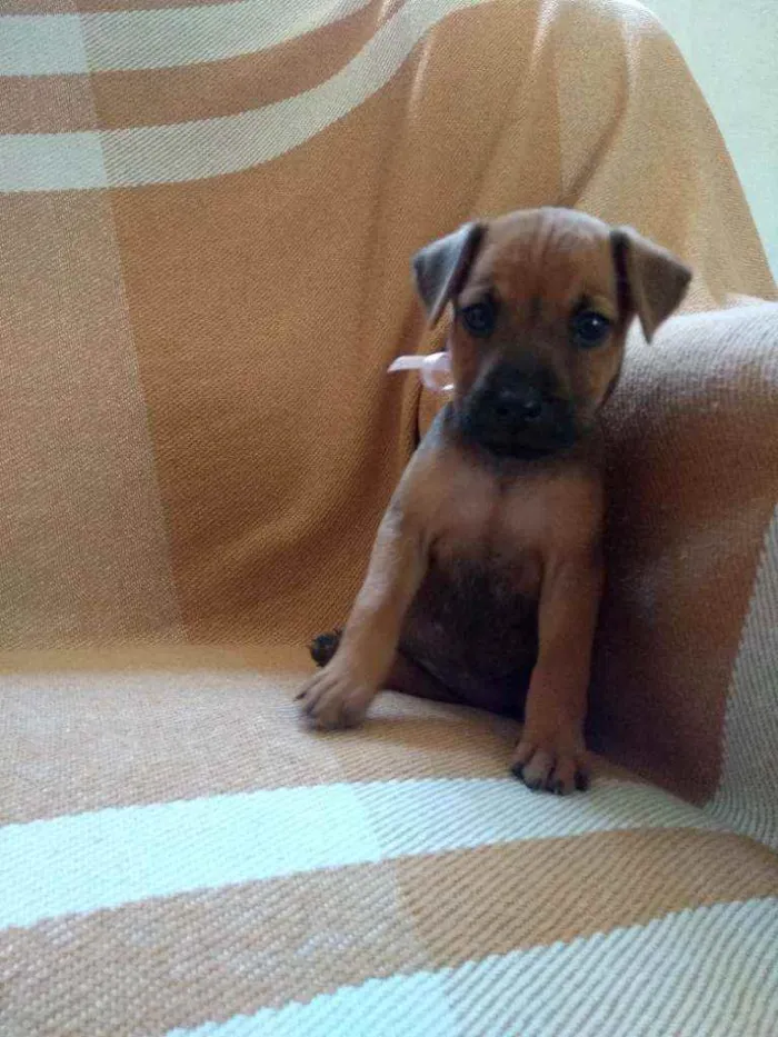 Cachorro ra a Rnd idade Abaixo de 2 meses nome Não tem nome