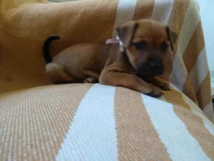 Cachorro ra a Rnd idade Abaixo de 2 meses nome Não tem nome