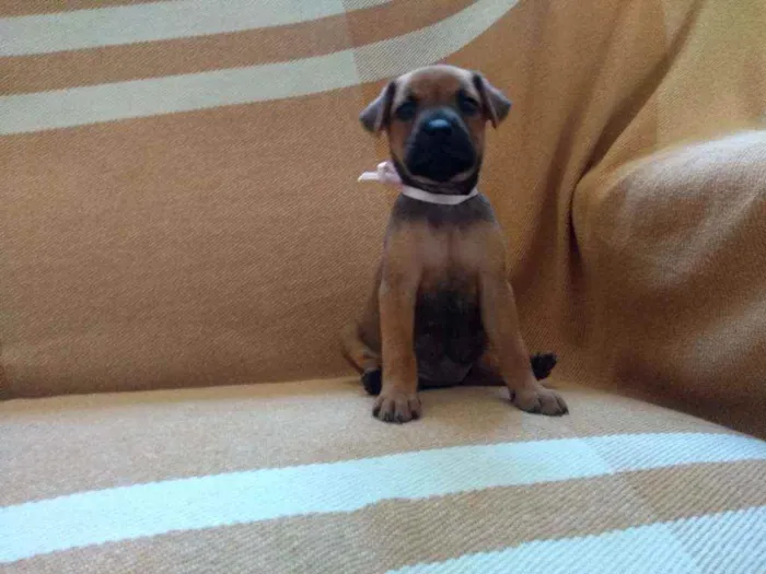 Cachorro ra a Rnd idade Abaixo de 2 meses nome Não tem nome