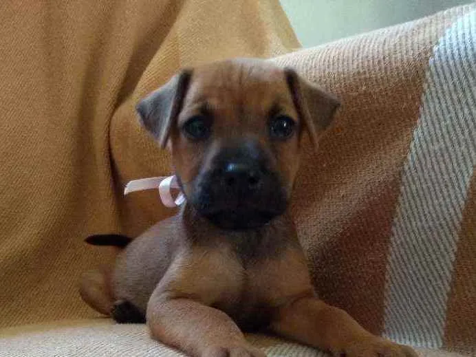 Cachorro ra a Rnd idade Abaixo de 2 meses nome Não tem nome