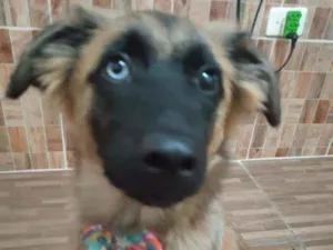 Cachorro raça Não tem raça  idade 2 a 6 meses nome Mel