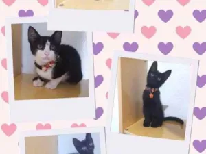 Gato raça Srd idade 2 a 6 meses nome Gatinhos filhotes 