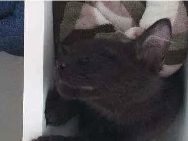 Gato ra a  idade 1 ano nome Frederico