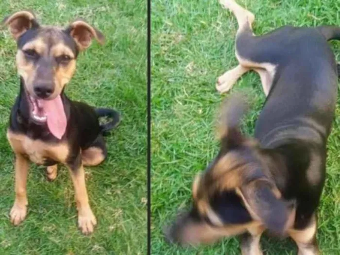Cachorro ra a Sem raça definida idade 1 ano nome Maggi