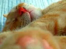 Gato raça  idade 1 ano nome Gina 