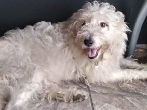 Cachorro raça srd idade 3 anos nome Tina