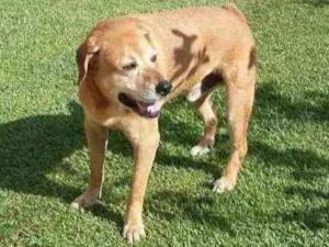 Cachorro raça Srd idade  nome Rock