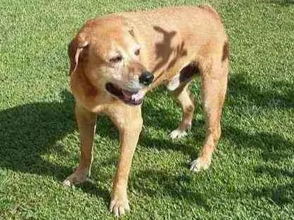 Cachorro ra a Srd idade  nome Rock