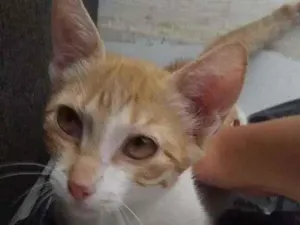 Gato raça  idade 2 a 6 meses nome Sem nome