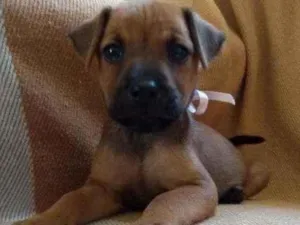 Cachorro raça Rnd idade Abaixo de 2 meses nome Não tem nome