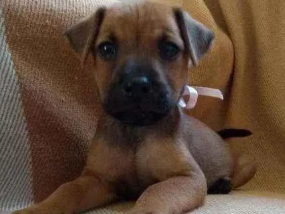 Cachorro ra a Rnd idade Abaixo de 2 meses nome Não tem nome