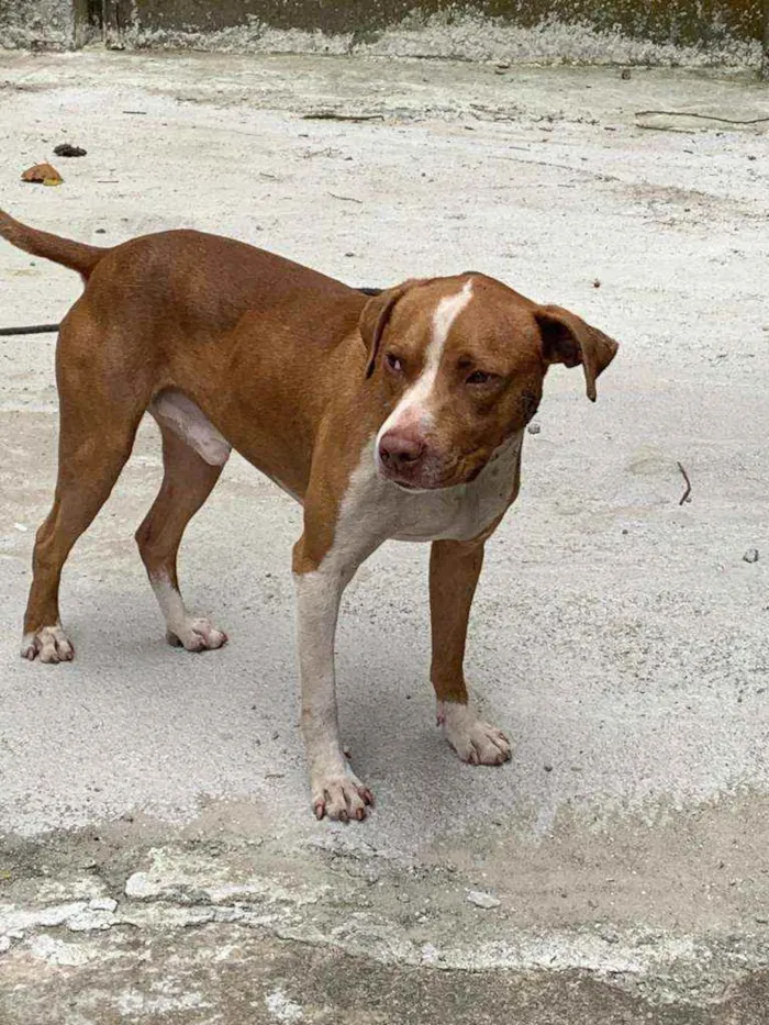 Cachorro raça Pit bul idade 7 a 11 meses nome Tor