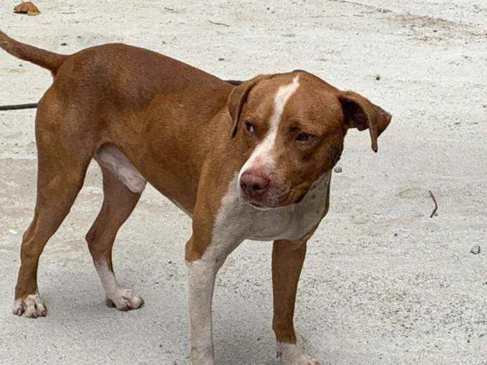 Cachorro raça Pit bul idade 7 a 11 meses nome Tor
