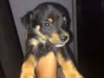 max , pretinho ,feli