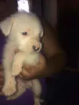 max , pretinho ,feli