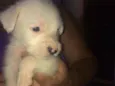 max , pretinho ,feli