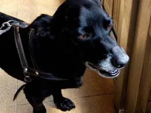 Cachorro raça Srd  idade 3 anos nome Neguinho lindo 