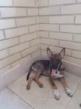 Raposinha