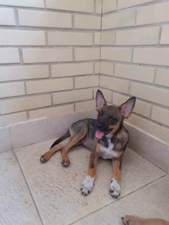 Cachorro ra a SRD idade 2 a 6 meses nome Raposinha