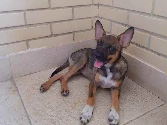 Cachorro ra a SRD idade 2 a 6 meses nome Raposinha
