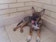Raposinha