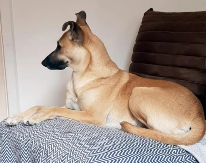 Cachorro ra a SRD-ViraLata idade 1 ano nome Mel