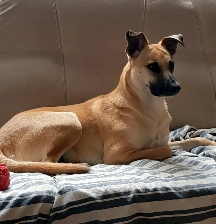 Cachorro ra a SRD-ViraLata idade 1 ano nome Mel