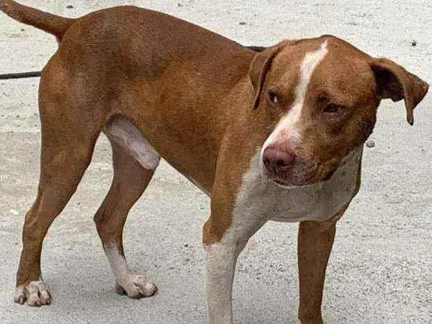Cachorro raça Pit bul idade 7 a 11 meses nome Tor