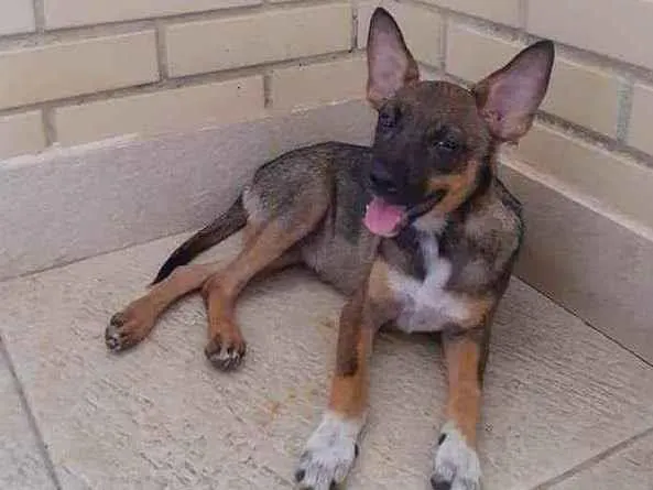 Cachorro ra a SRD idade 2 a 6 meses nome Raposinha