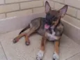 Raposinha