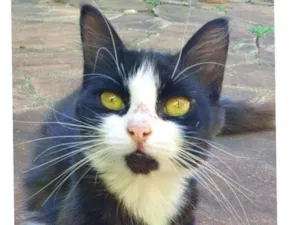 Gato raça Srd idade 2 a 6 meses nome Sem nome 